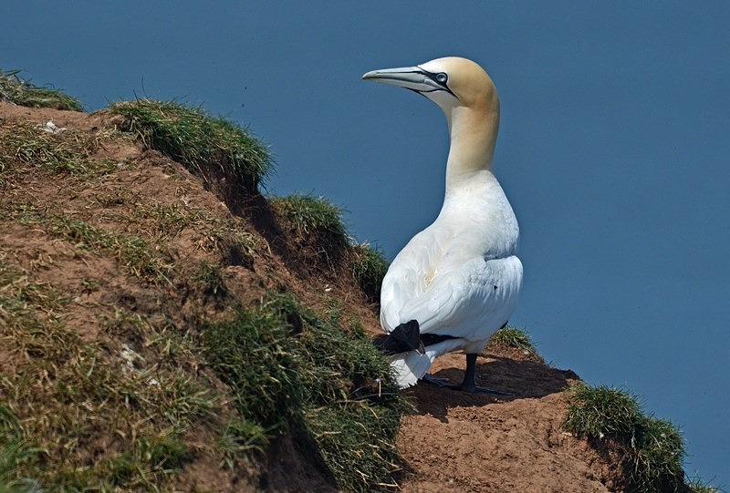 Gannet - Gannets