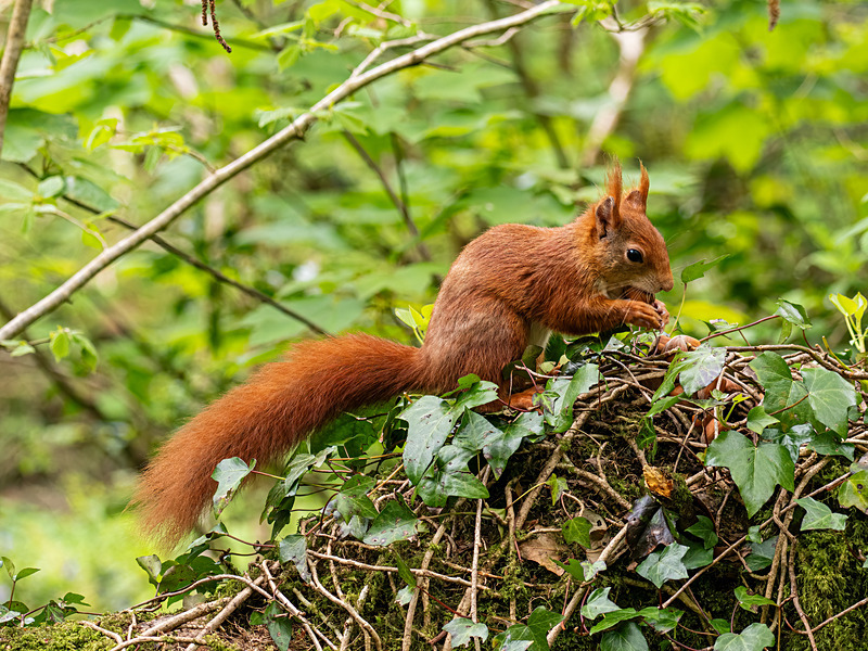 Red Squirrel - Latest photos