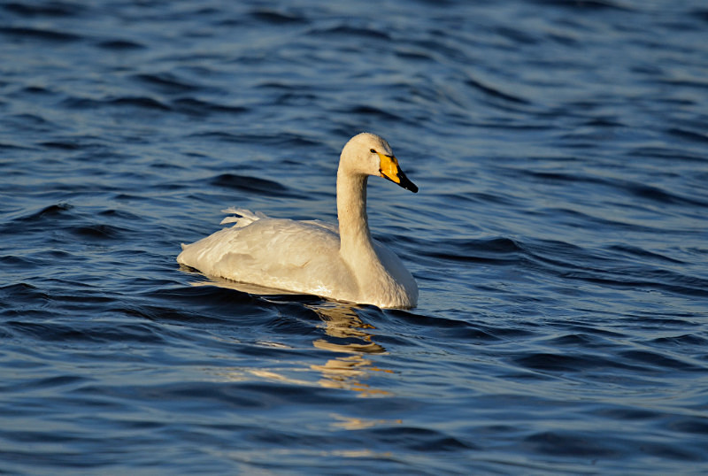 Whooper Swan - Whooper and Bewick's Swans