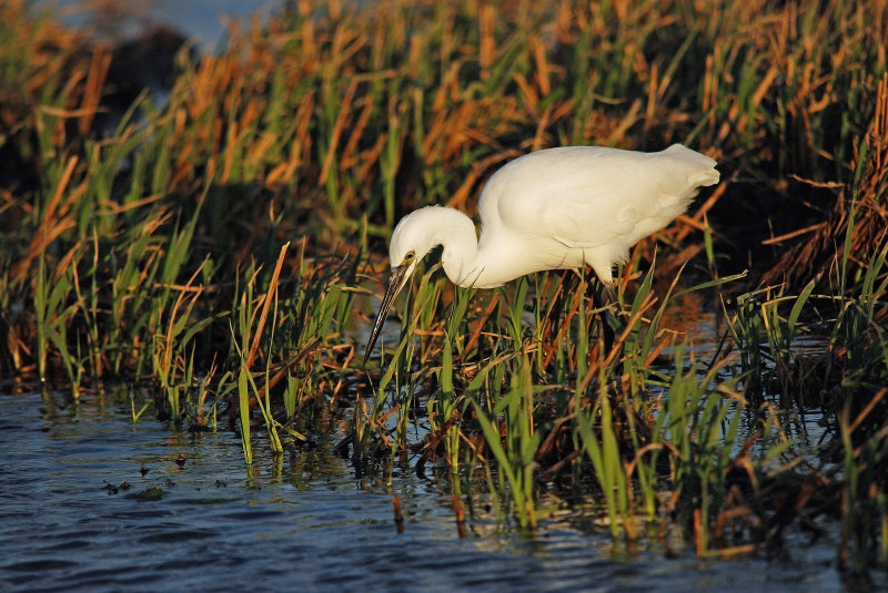 Little Egret - Catalunya