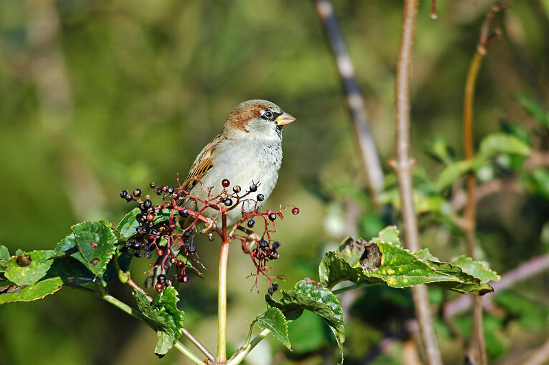 House Sparrow - Sparrows