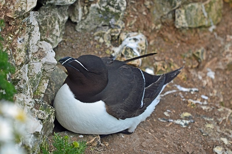 Razorbill - Auks