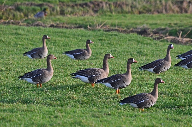 Greater (Russian) White-fronted Goose - Netherlands - December 2019