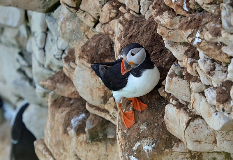 Puffin - Puffins
