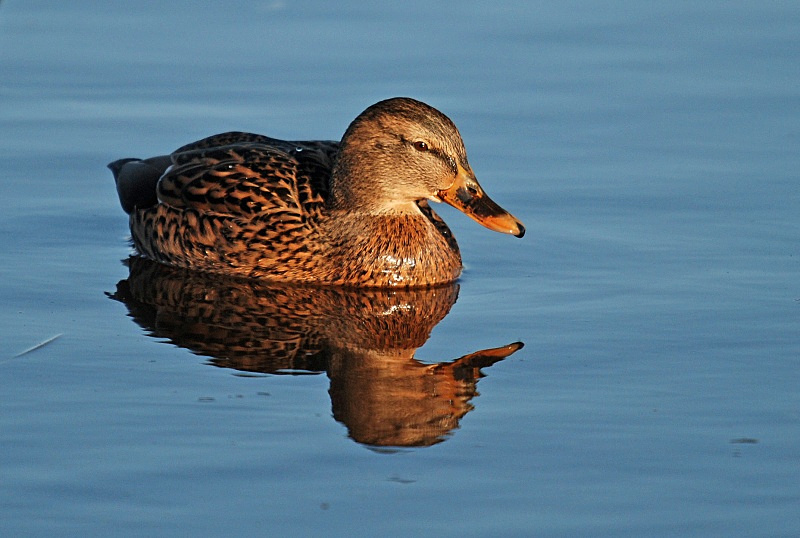 Mallard - Dabbling ducks