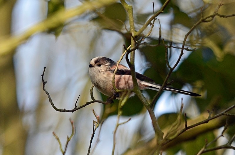 Long-tailed Tit - Tits