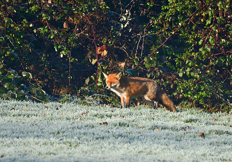 Red Fox - Red Foxes