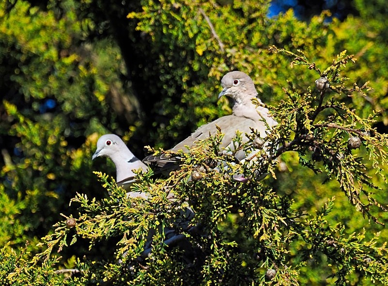 Collared Doves - Pigeons and doves