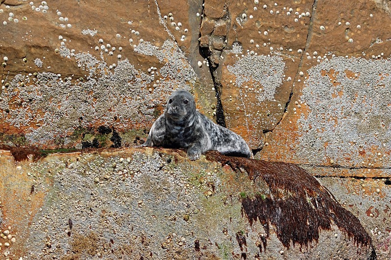 Common Seal pup - Common Seals