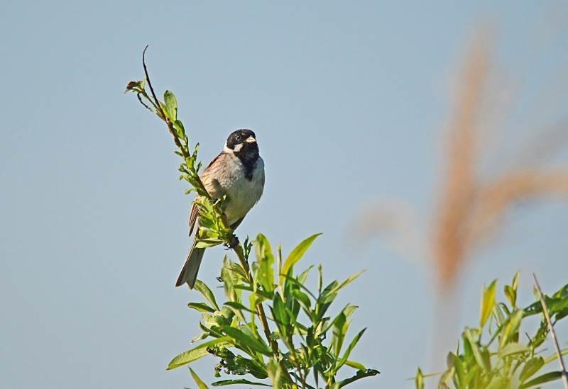 Reed Bunting - North east Poland - May 2013