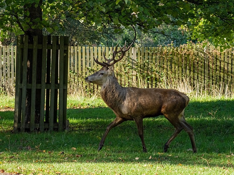 Red Deer - Red Deer