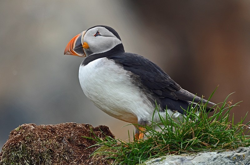 Puffin - North Norway