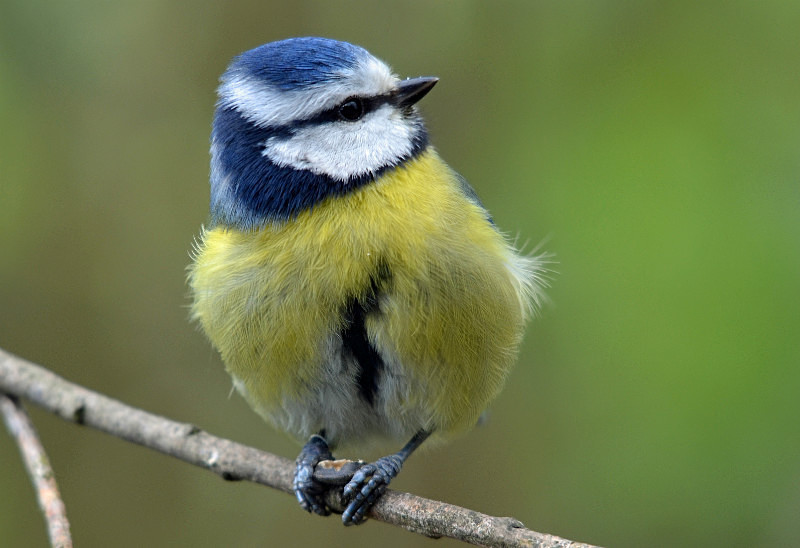 Blue Tit - Tits