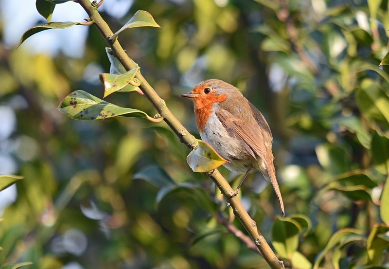 Robin - Robins