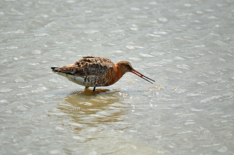 Black-tailed Godwit - Sandpipers