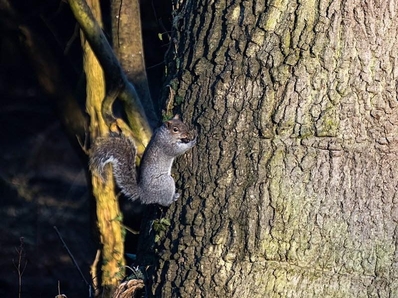 Grey Squirrel - Grey Squirrels