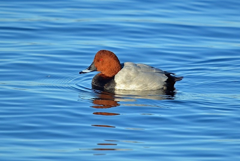 Common Pochard - Diving ducks
