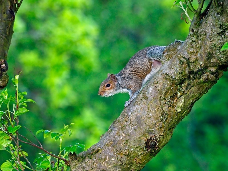 Grey Squirrel - Grey Squirrels