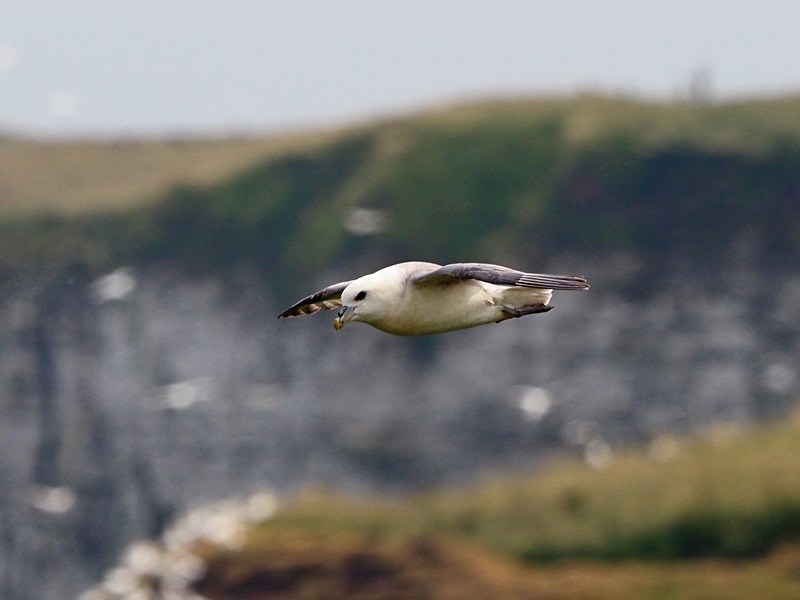 Fulmar - Fulmars