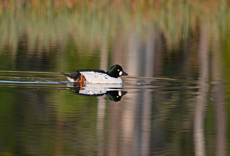 Goldeneye - North east Finland