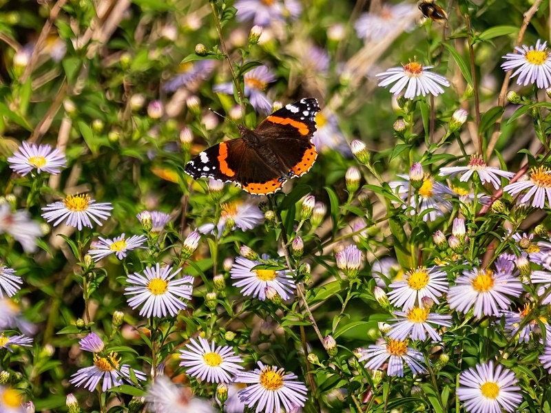 Red Admiral - Butterflies