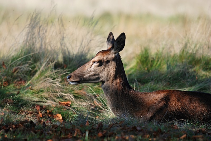 Red Deer - Red Deer