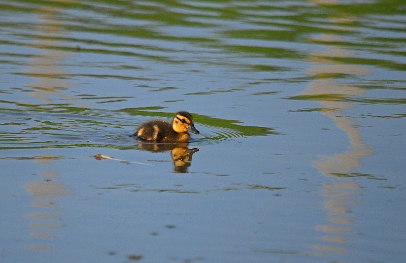 Mallard ducking - Dabbling ducks