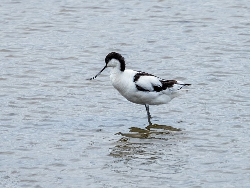 Avocet - Avocets and stilts