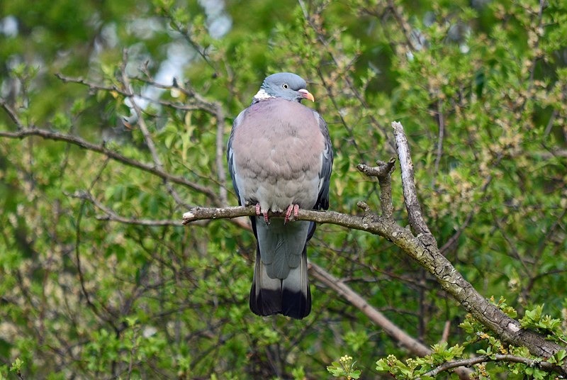 Woodpigeon - Pigeons and doves