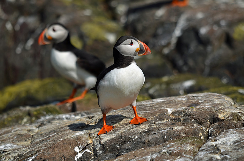 Puffins - Puffins