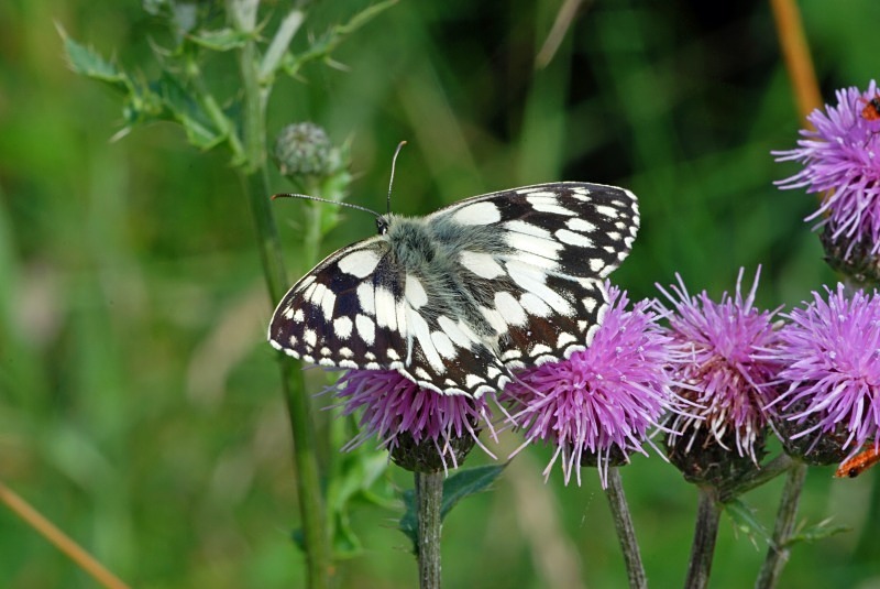 Marbled White - Butterflies