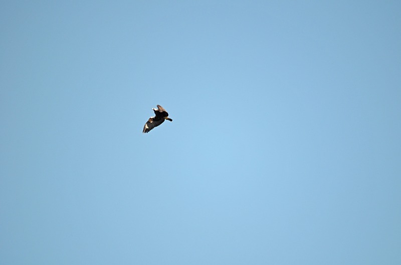 Spanish Imperial Eagle - South and west Spain - April and May 2012