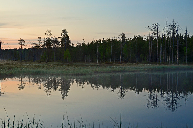 Wild Brown Bear Centre, near Vartius, Kainuu, Finland - North east Finland
