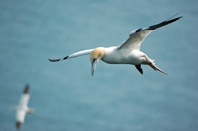 Gannet - Gannets