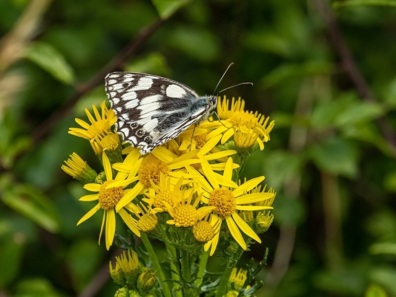 Marbled White - Butterflies
