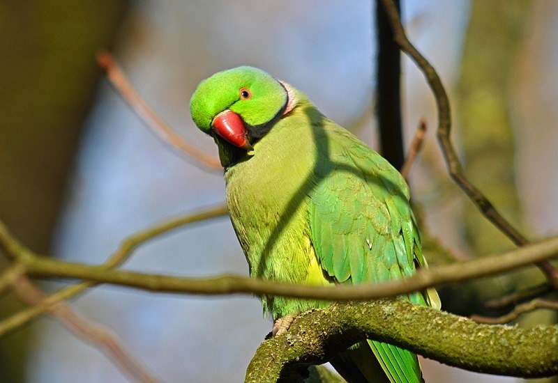 Ring-necked Parakeet - Parakeets