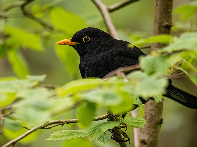 Blackbird - Latest photos