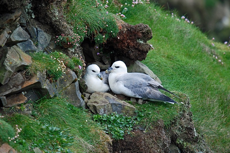 Fulmars - Fulmars