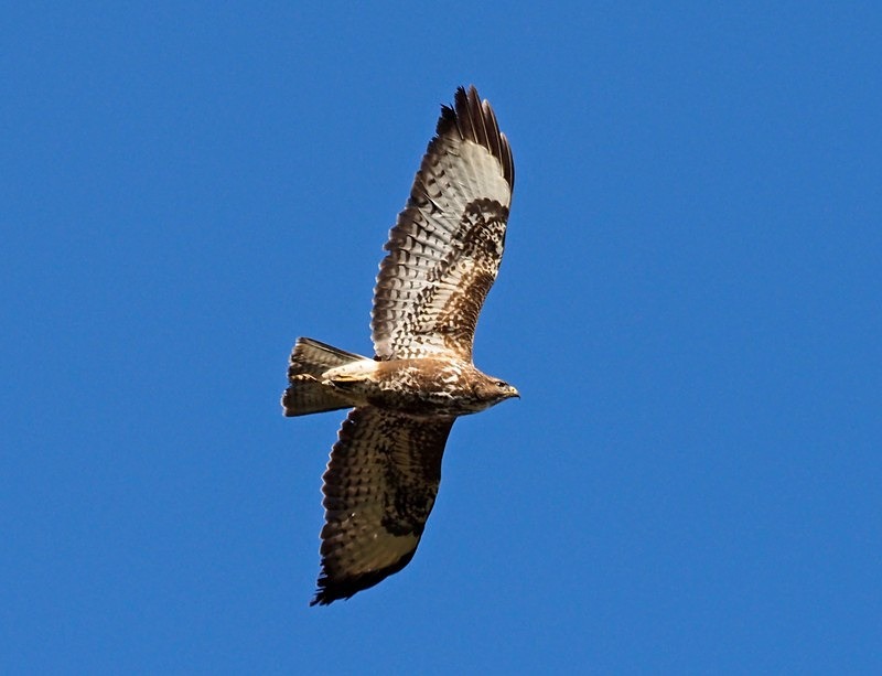 Common Buzzard - Birds of prey