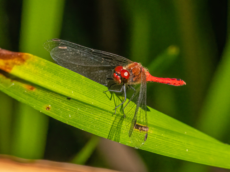 Ruddy Darter - Dragonflies and damselflies