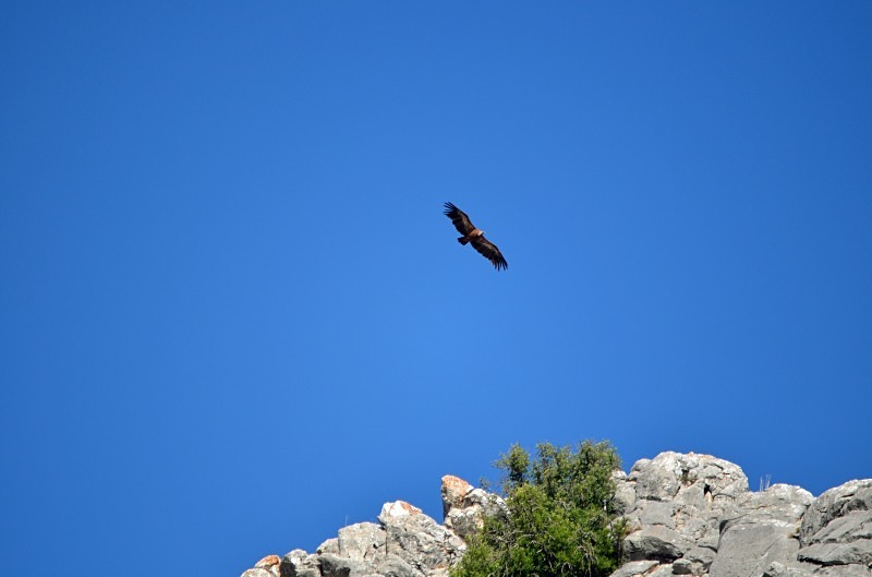 Griffon Vulture - South Spain - September 2013