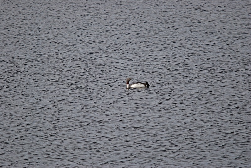 Red-throated Diver - North Finland and north Norway - May and June 2009