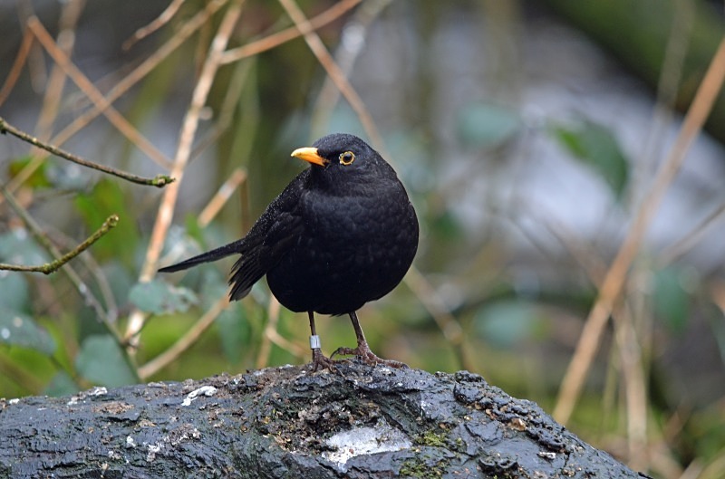Blackbird - Thrushes