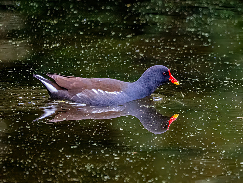 Moorhen - Latest photos