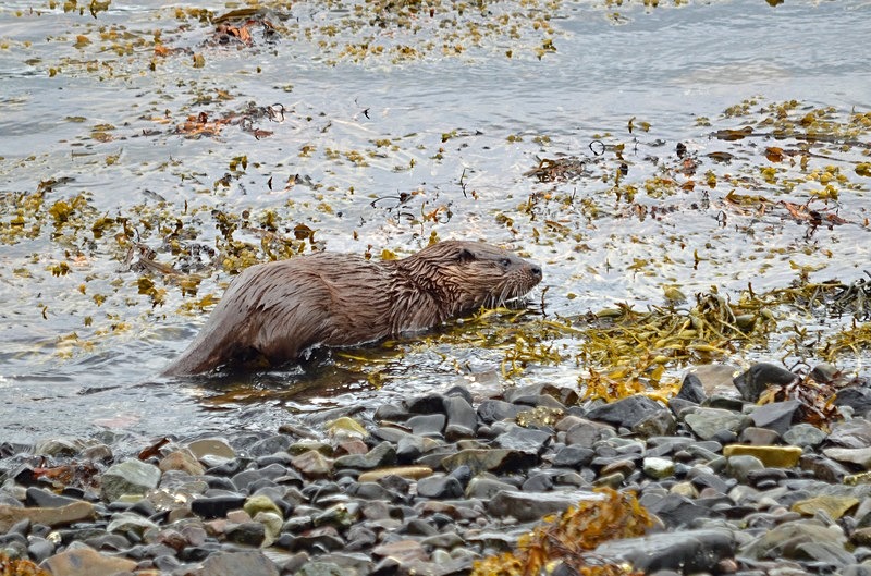 Otter - Otters