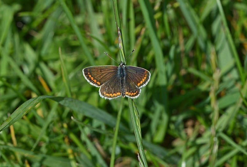 Common Blue - Butterflies
