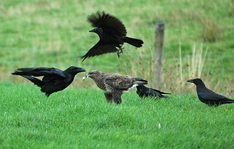 Common Buzzard - Birds of prey