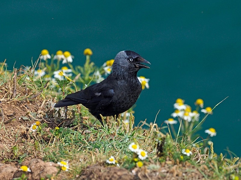 Jackdaw - Crows
