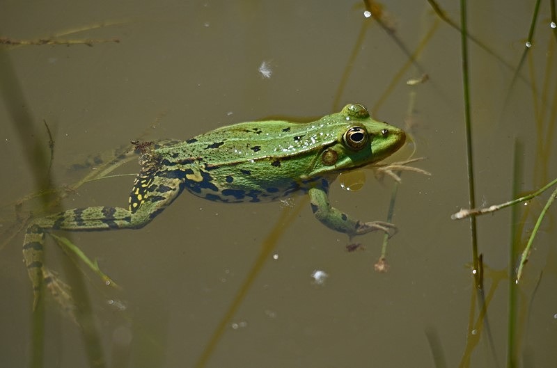 Marsh Frog - Slovakia