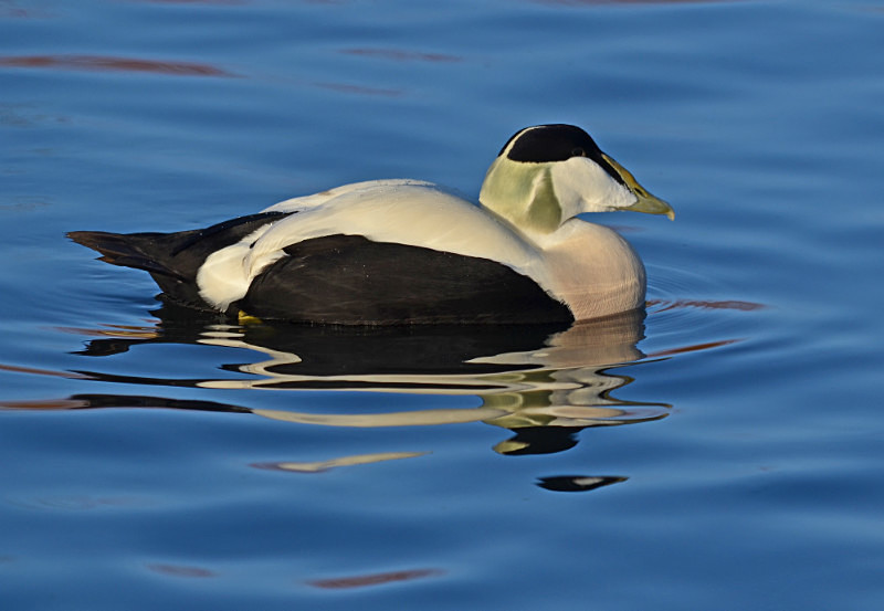 Eider - Diving ducks